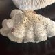 Corail ancien