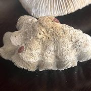 Corail ancien