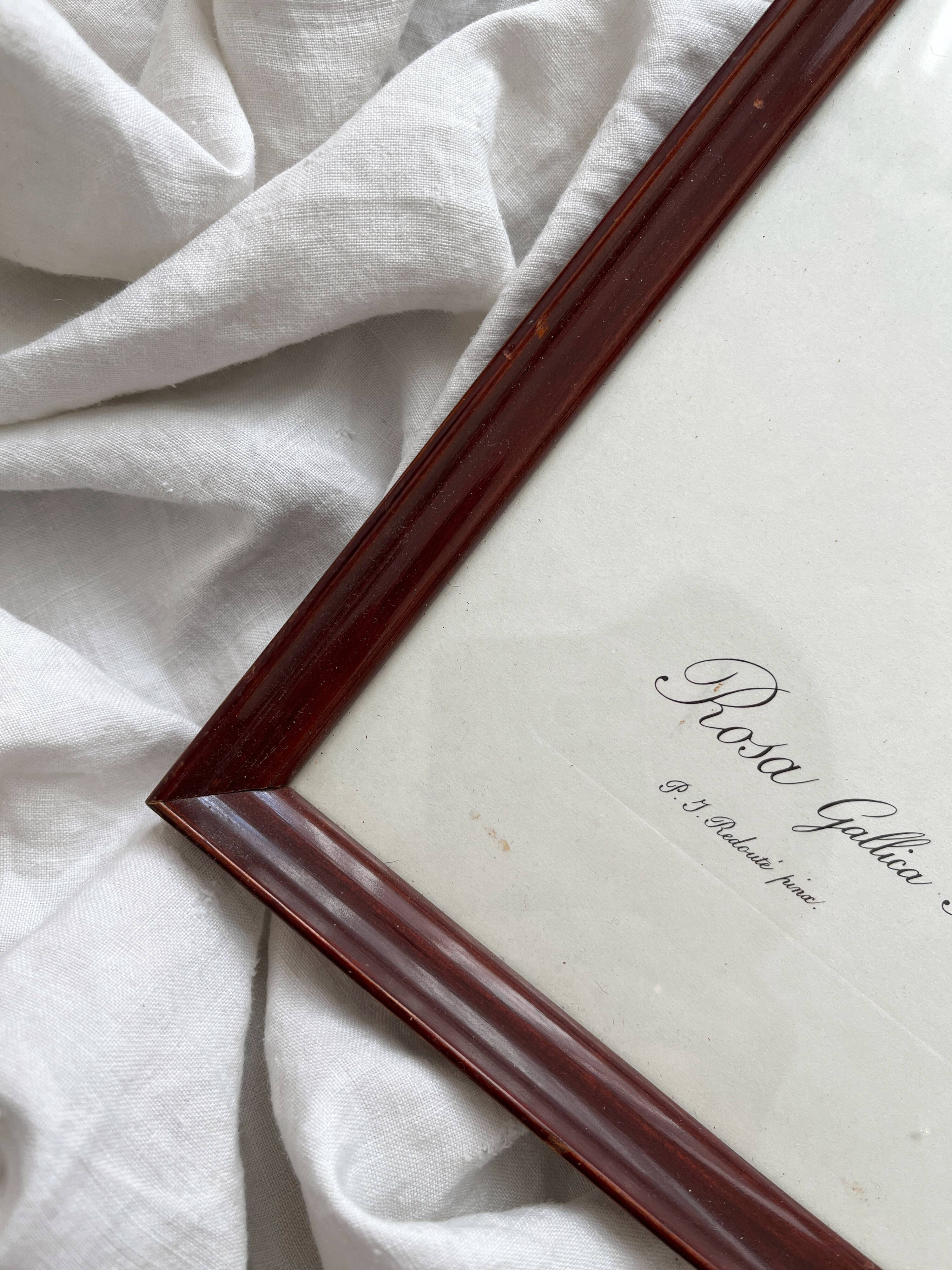 Framed lithograph roses Pierre Joseph Redouté, vintage botanical poster