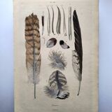Antique engraving from 1839 - Feathers - Vintage hand-colored zoological plate
