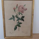 Lithograph PJ Redouté