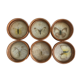 6 butterfly coasters