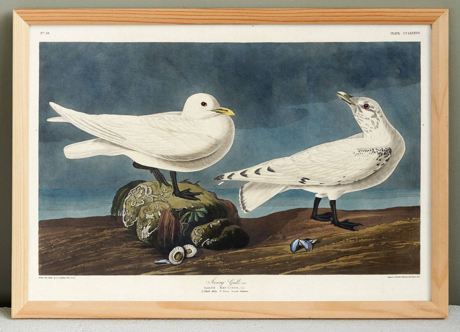 Poster about the Ivory Seagull, after an old engraving from 1827.