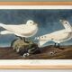 Poster about the Ivory Seagull, after an old engraving from 1827.