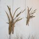 Vintage Brass Wall Lights, 1970s, Set of 2