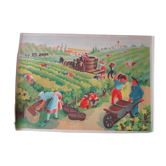 Affiche pédagogique scolaire ancienne-les vendanges