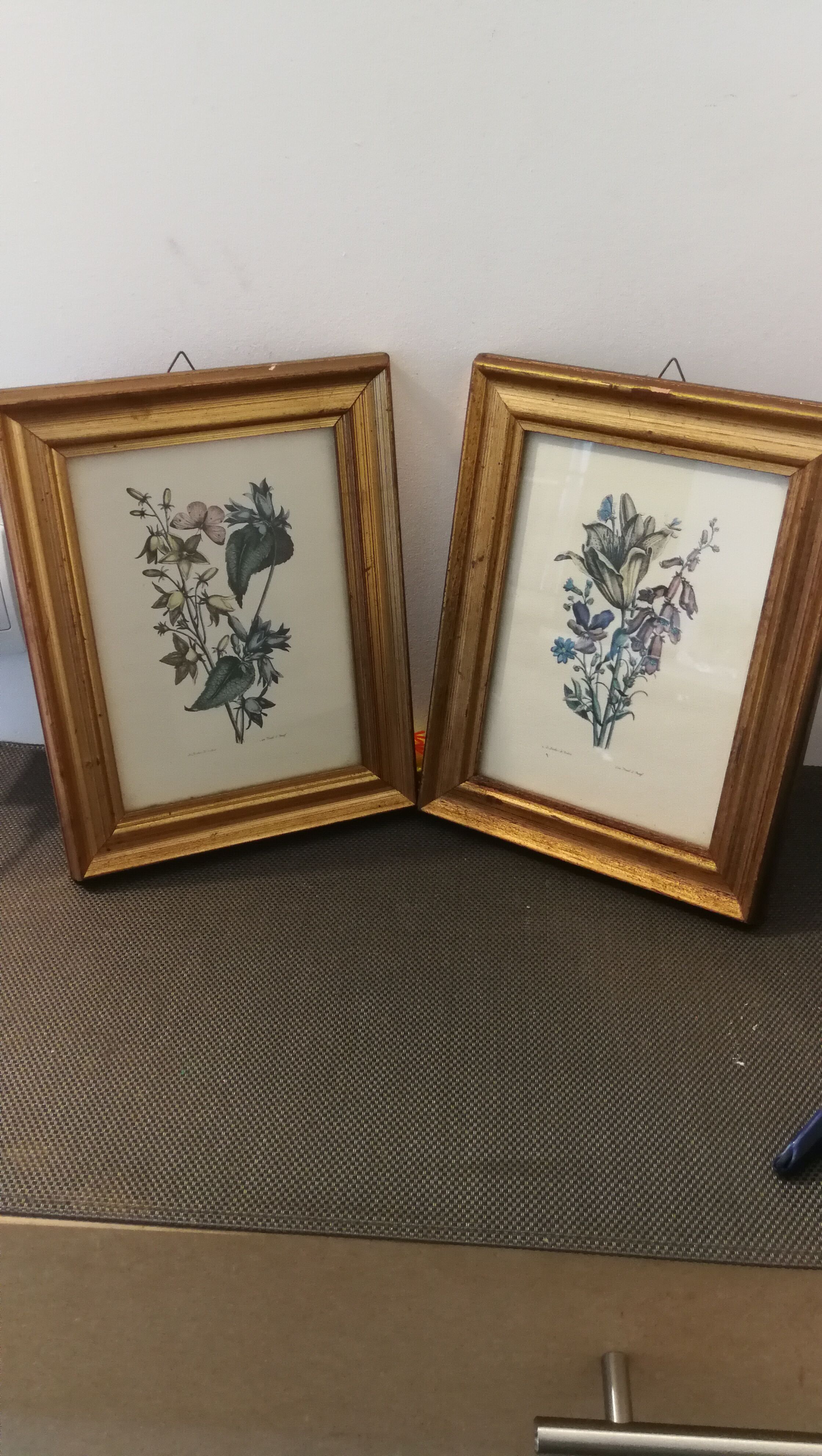 Two botanical frames oj Jacobus de Rubeis