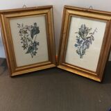 Two botanical frames oj Jacobus de Rubeis