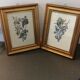 Two botanical frames oj Jacobus de Rubeis