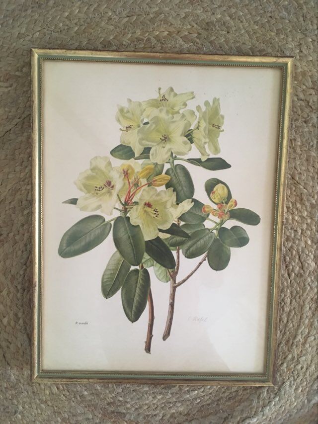 Botanical setting Rhododendron Wardii by Riefel