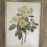 Botanical setting Rhododendron Wardii by Riefel