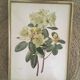 Botanical setting Rhododendron Wardii by Riefel