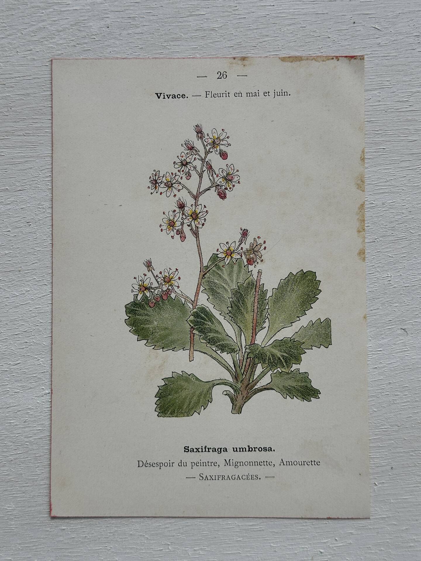 Botanical Plate 1800 Old naturalist engraving 19th century double-sided