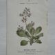 Botanical Plate 1800 Old naturalist engraving 19th century double-sided