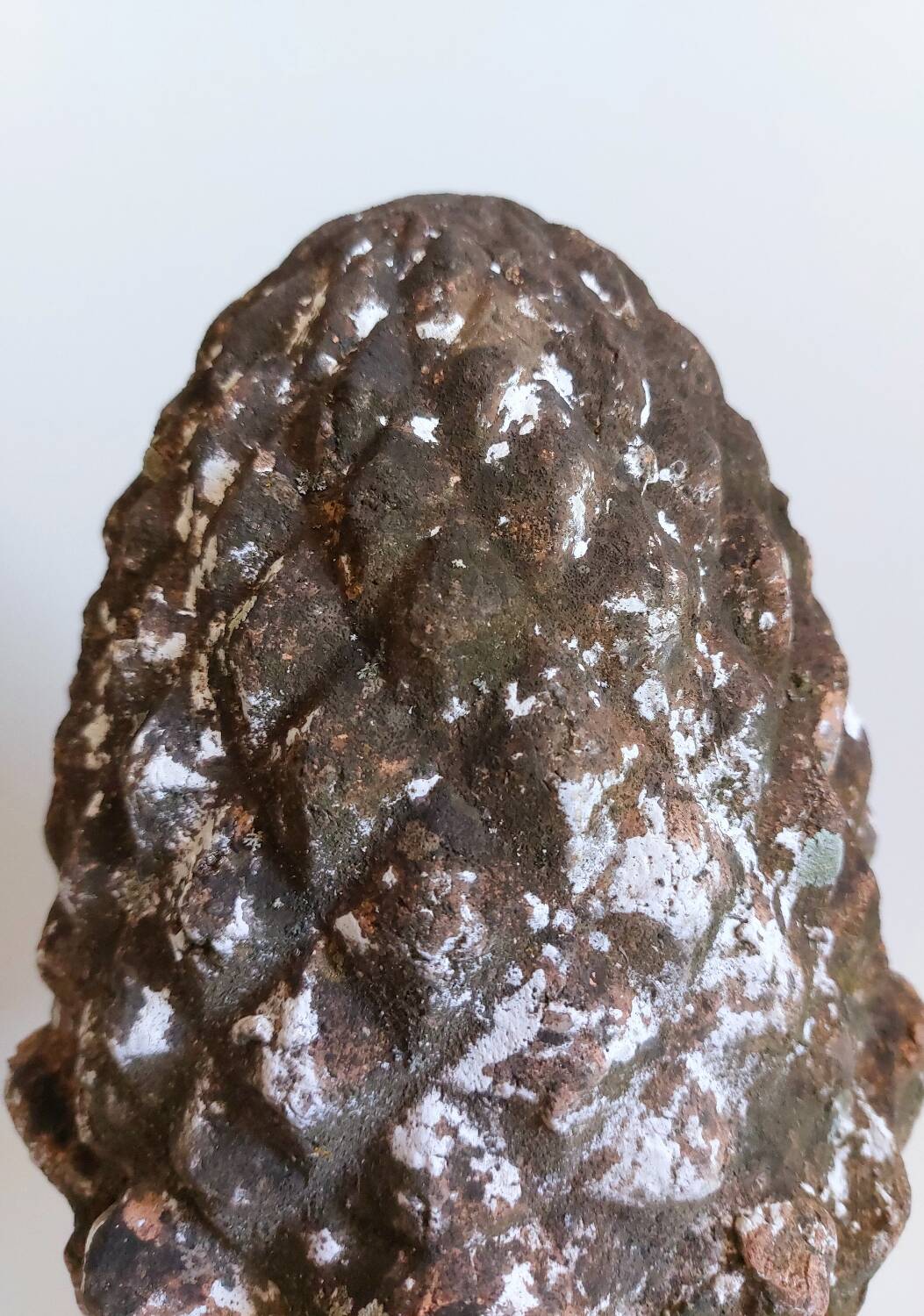 Garden pine cone