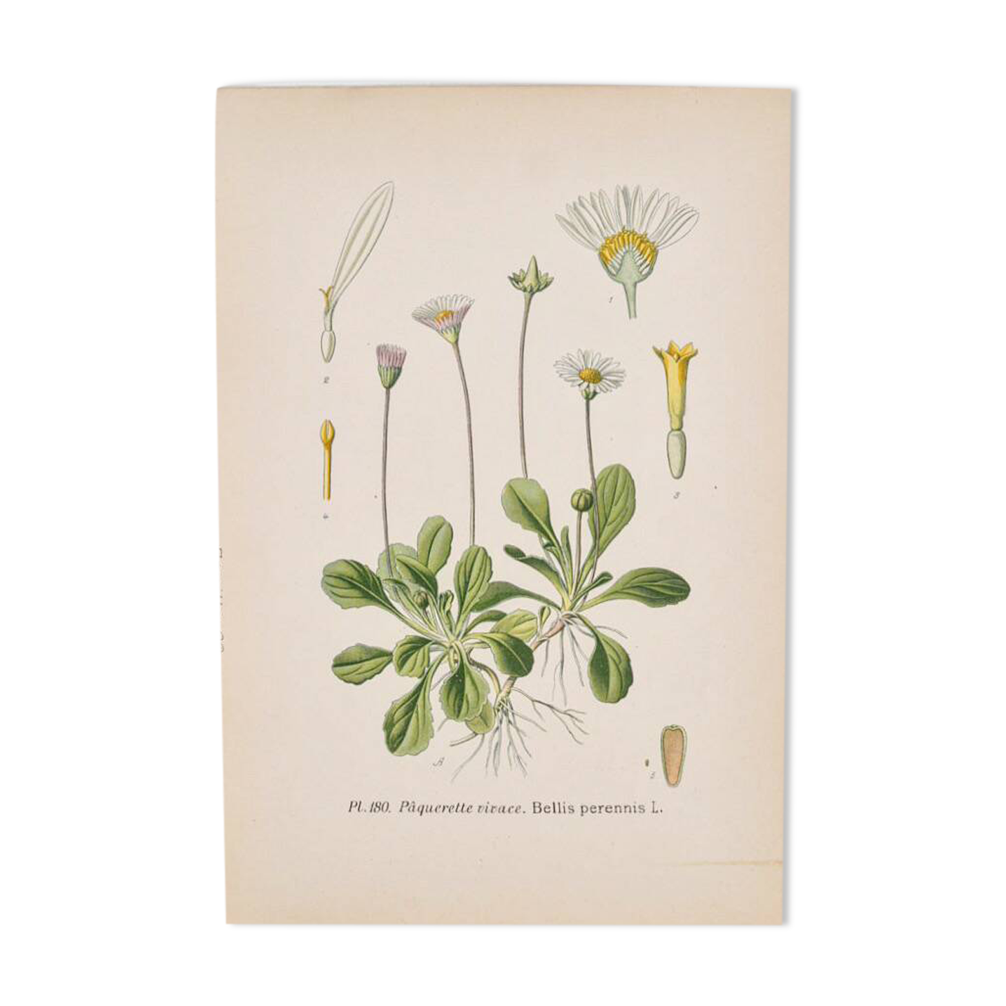 Old botanical plates in colour Perennial daisy