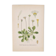Old botanical plates in colour Perennial daisy