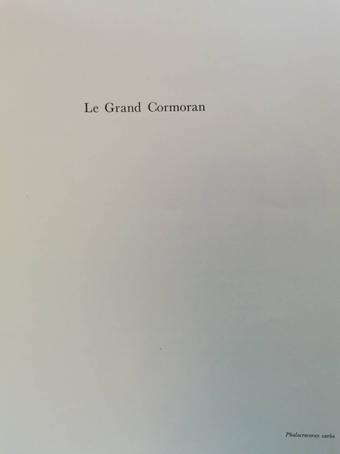 Cormorant zoological board