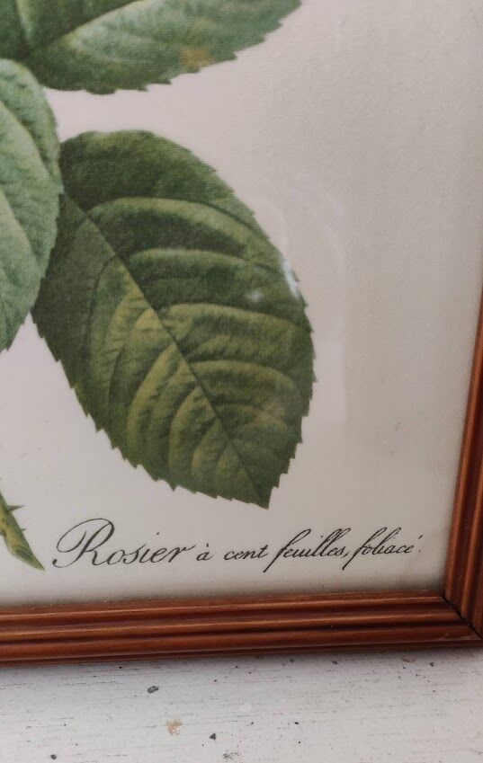 Dreaded Lithograph / Rosa centifolia foliacéa