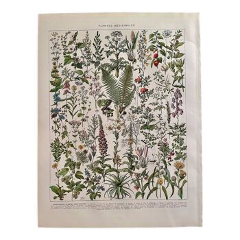 Lithographie sur les plantes médicinales (absinthe) - 1930