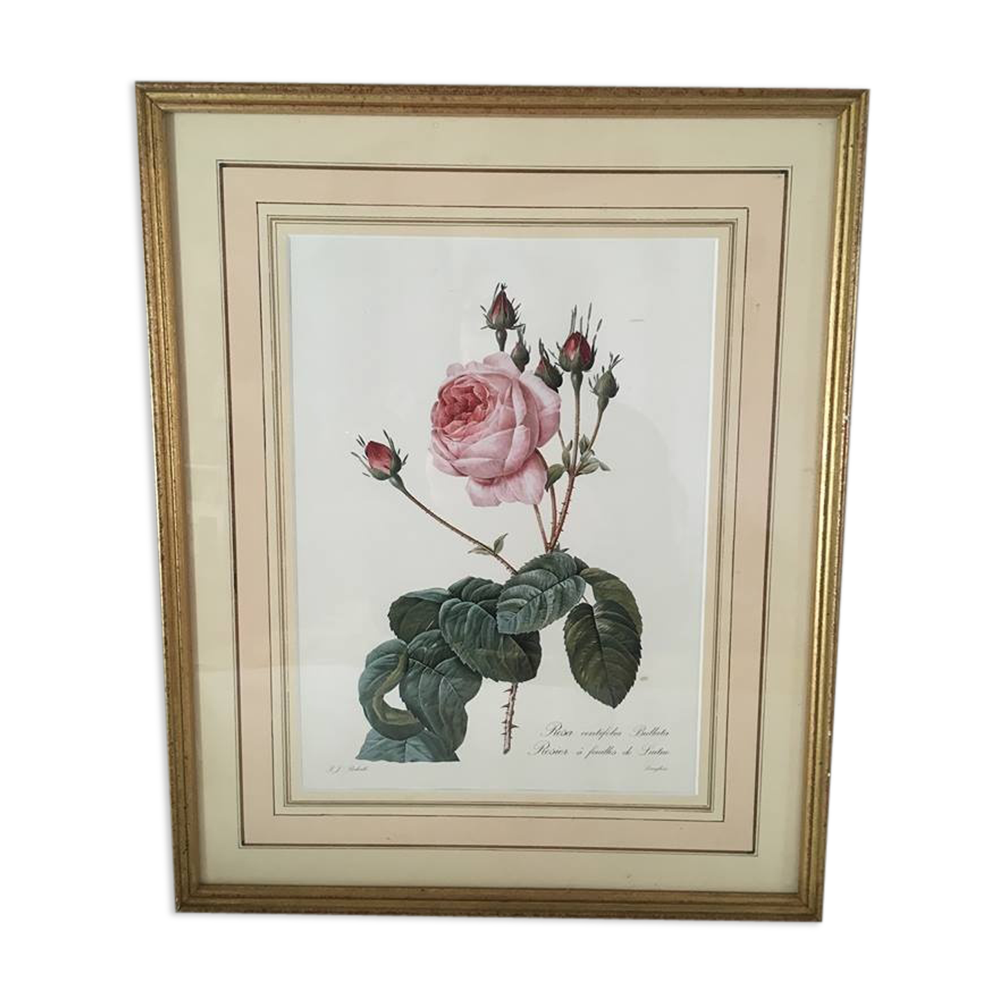 Board of botanical framed "Rosa centifolia rule"