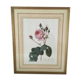 Board of botanical framed "Rosa centifolia rule"