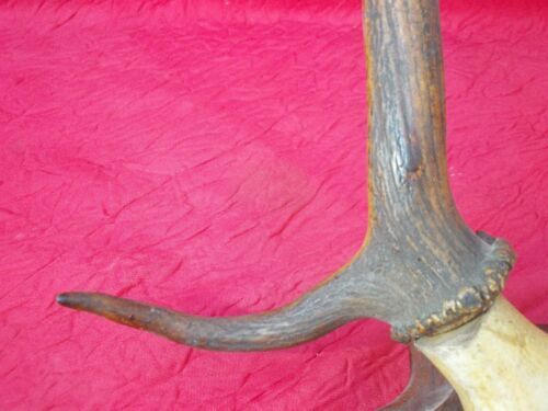 Hunting trophy old deer antlers or elk