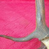 Hunting trophy old deer antlers or elk