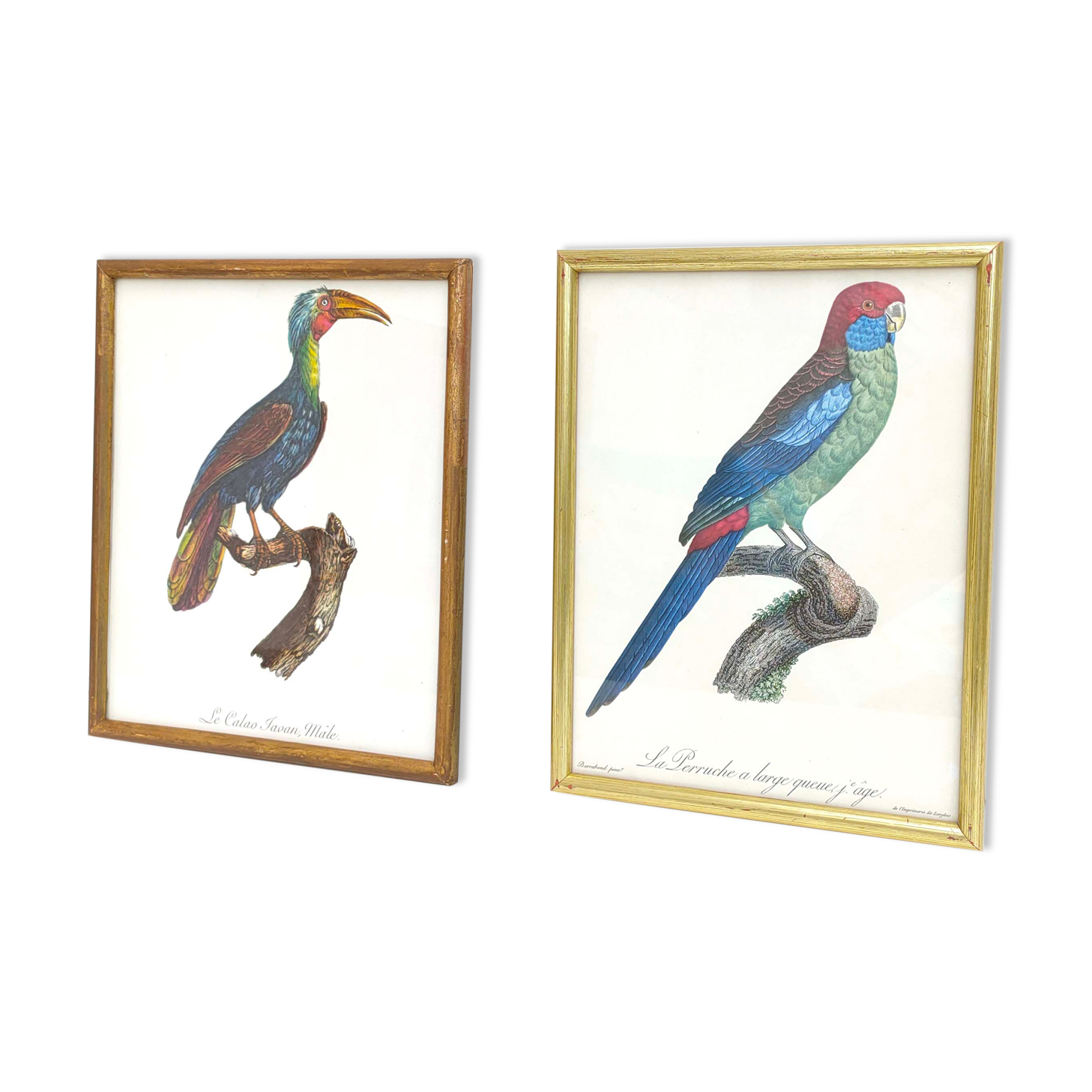 2 lithographed posters of birds in golden frames