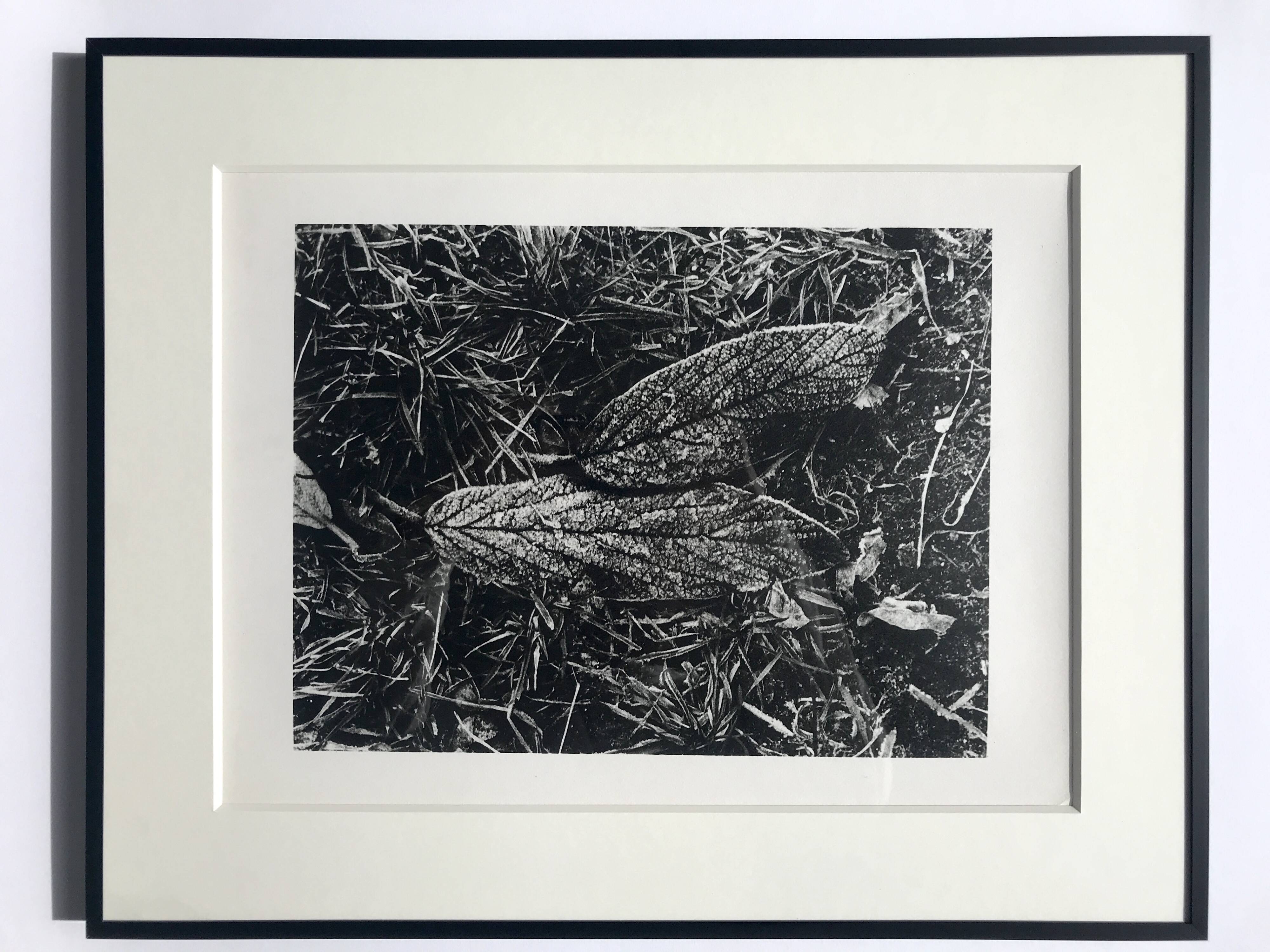 Rosine nusimovici, frost, 1980. black and white silver print signed on the back