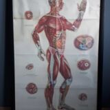 Anatomical poster