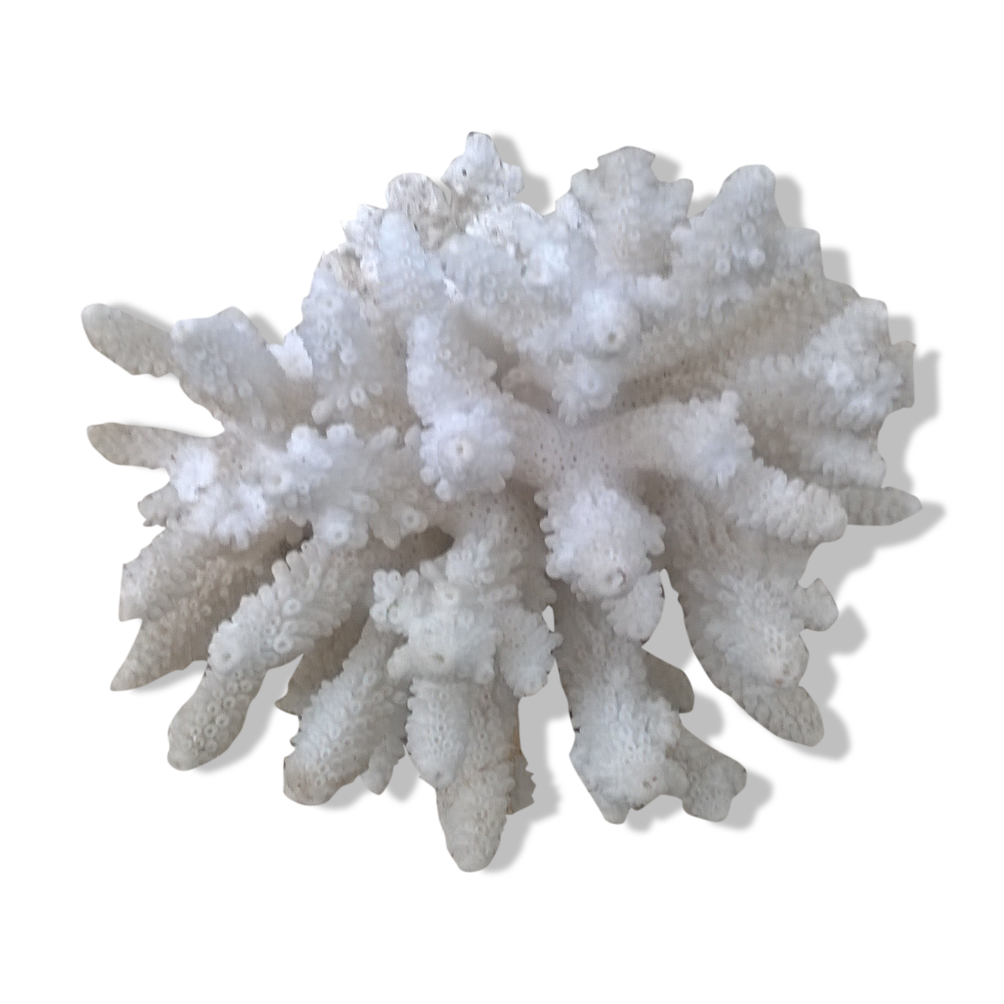 Vintage white coral