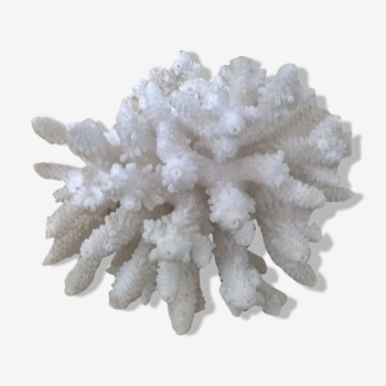 Vintage white coral