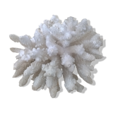 Corail blanc vintage