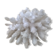 Corail blanc vintage