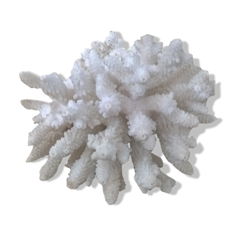 Corail blanc vintage