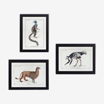 Set of 3 chimera lithography animal engraving