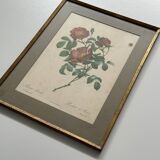 Pink botanical lithograph