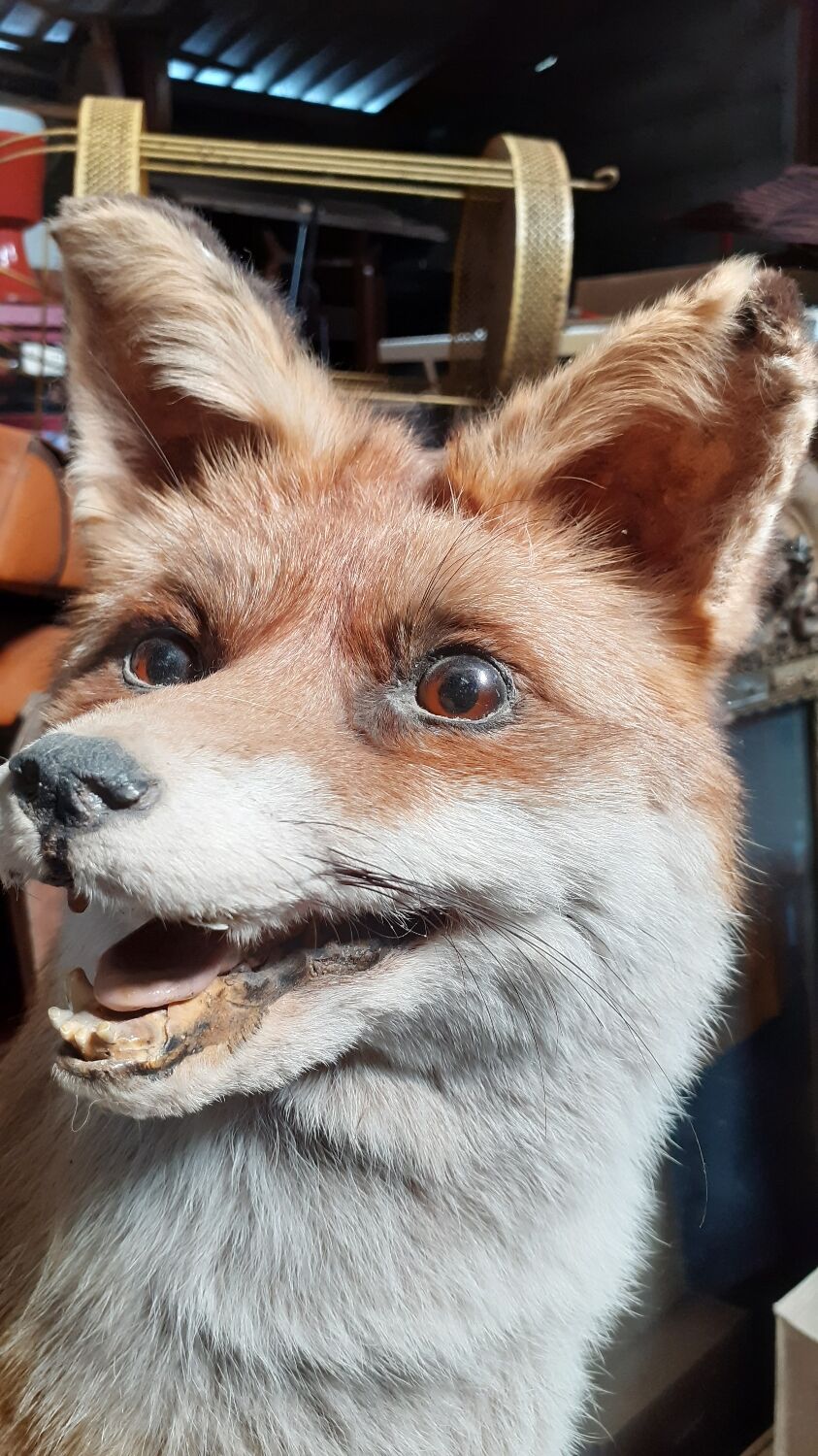 Stuffed fox and naturalized taxidermy