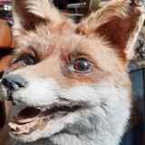 Stuffed fox and naturalized taxidermy