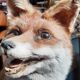 Renard empaillé et naturalisé taxidermie