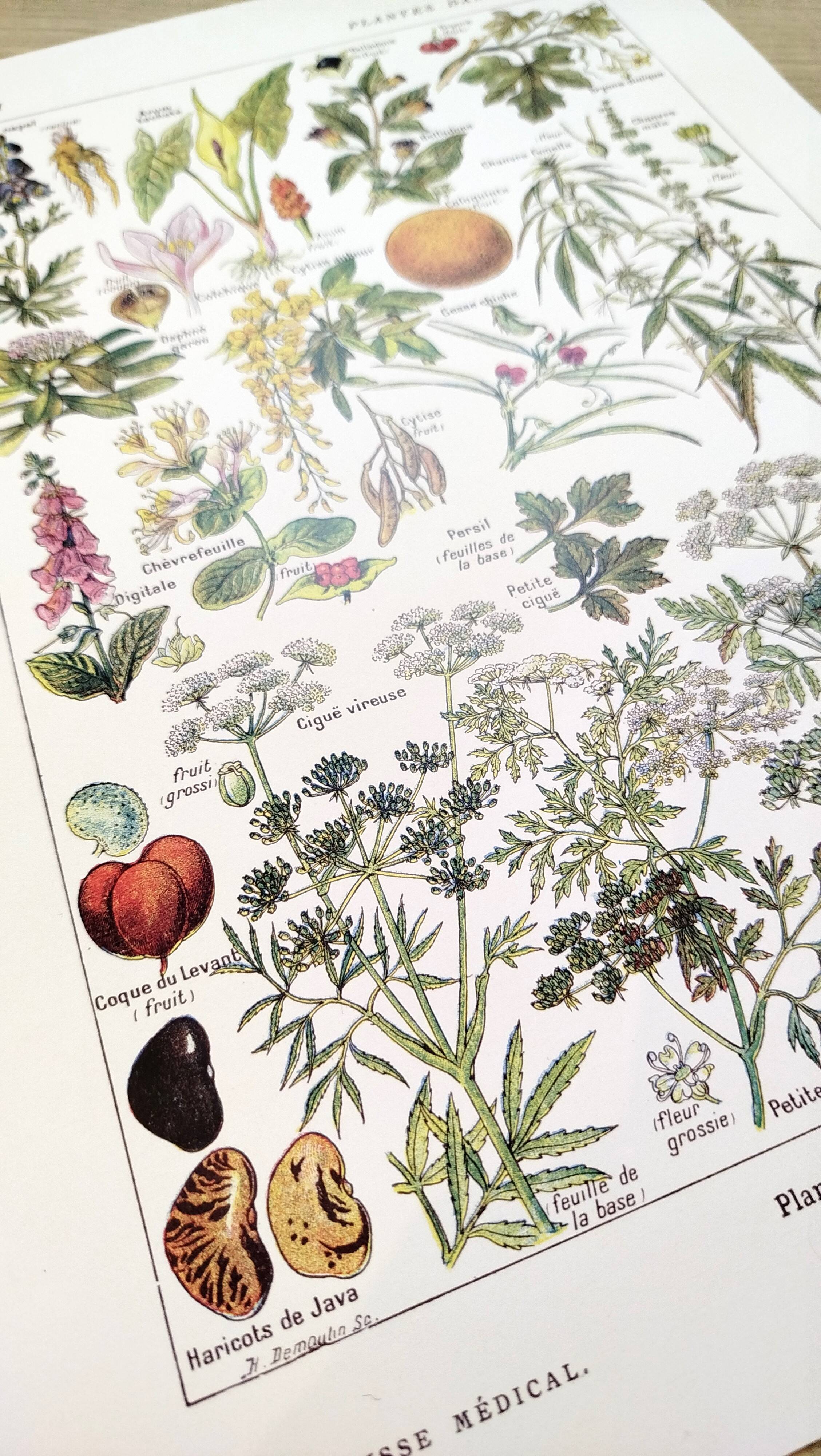 Poster about dangerous plants "hemlock", from a 1920 lithograph