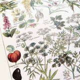 Poster about dangerous plants "hemlock", from a 1920 lithograph
