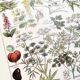 Poster about dangerous plants "hemlock", from a 1920 lithograph