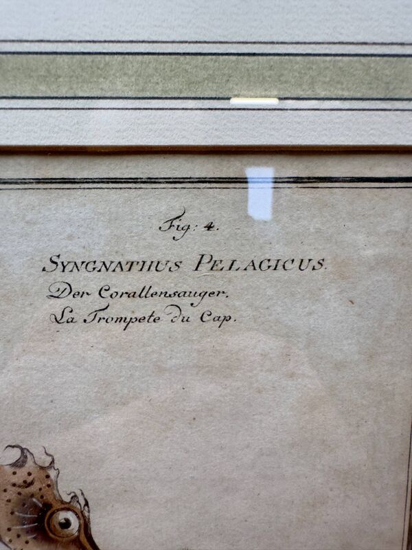 Gravure ancienne hippocampe et poissons – Ludwig Schmidt (XIXᵉ siècle)