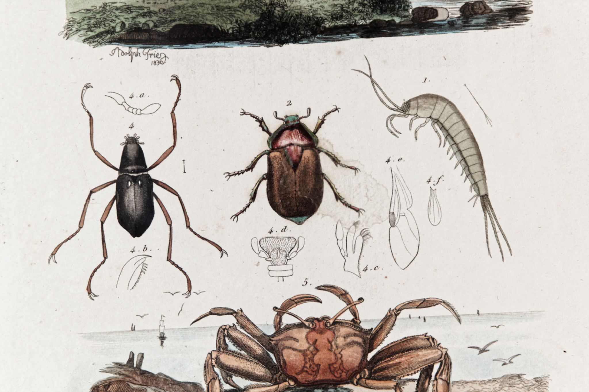 Planche animalière colorisée, encadrée
