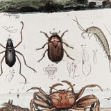 Planche animalière colorisée, encadrée