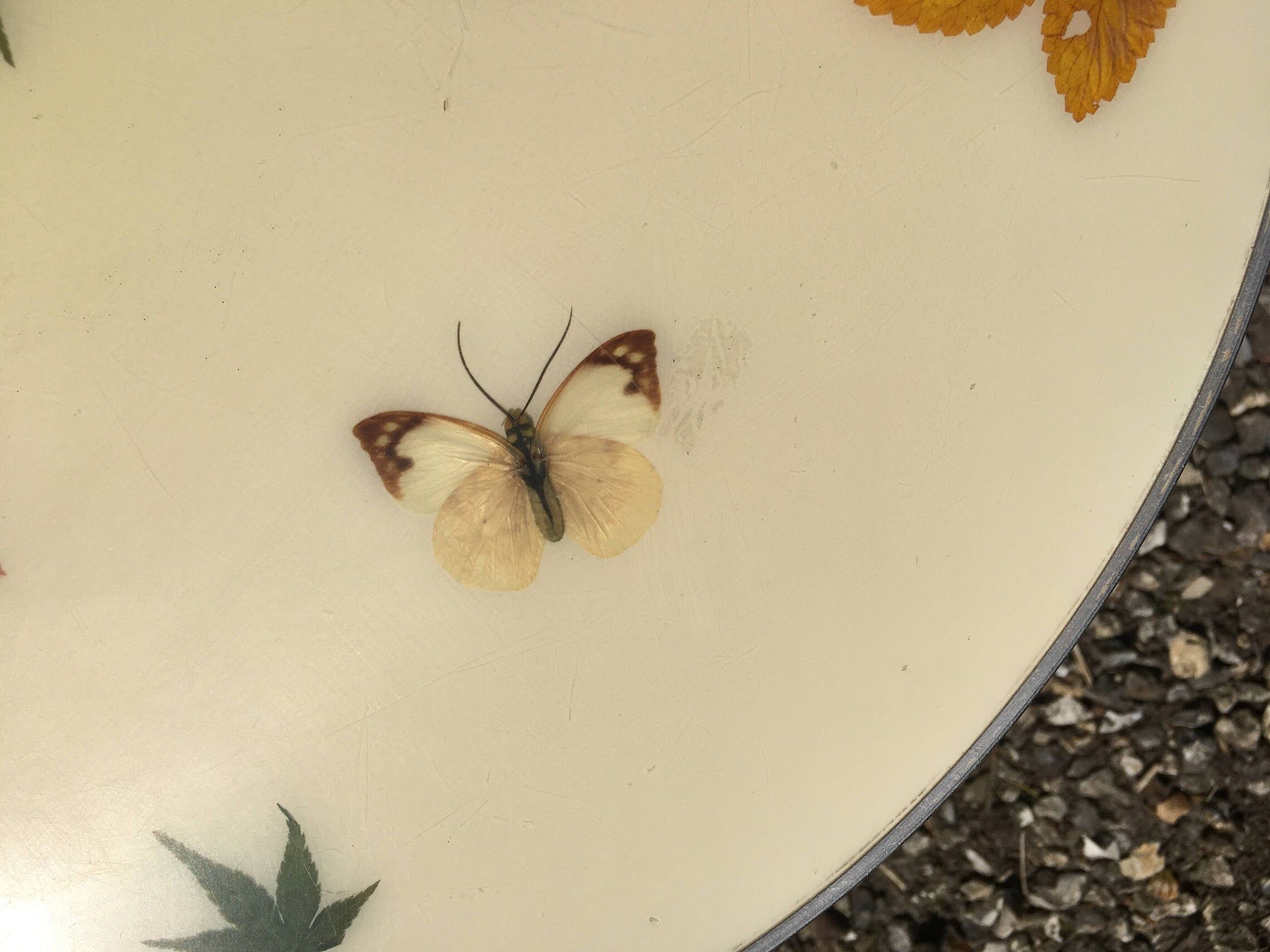 Resin herbarium table