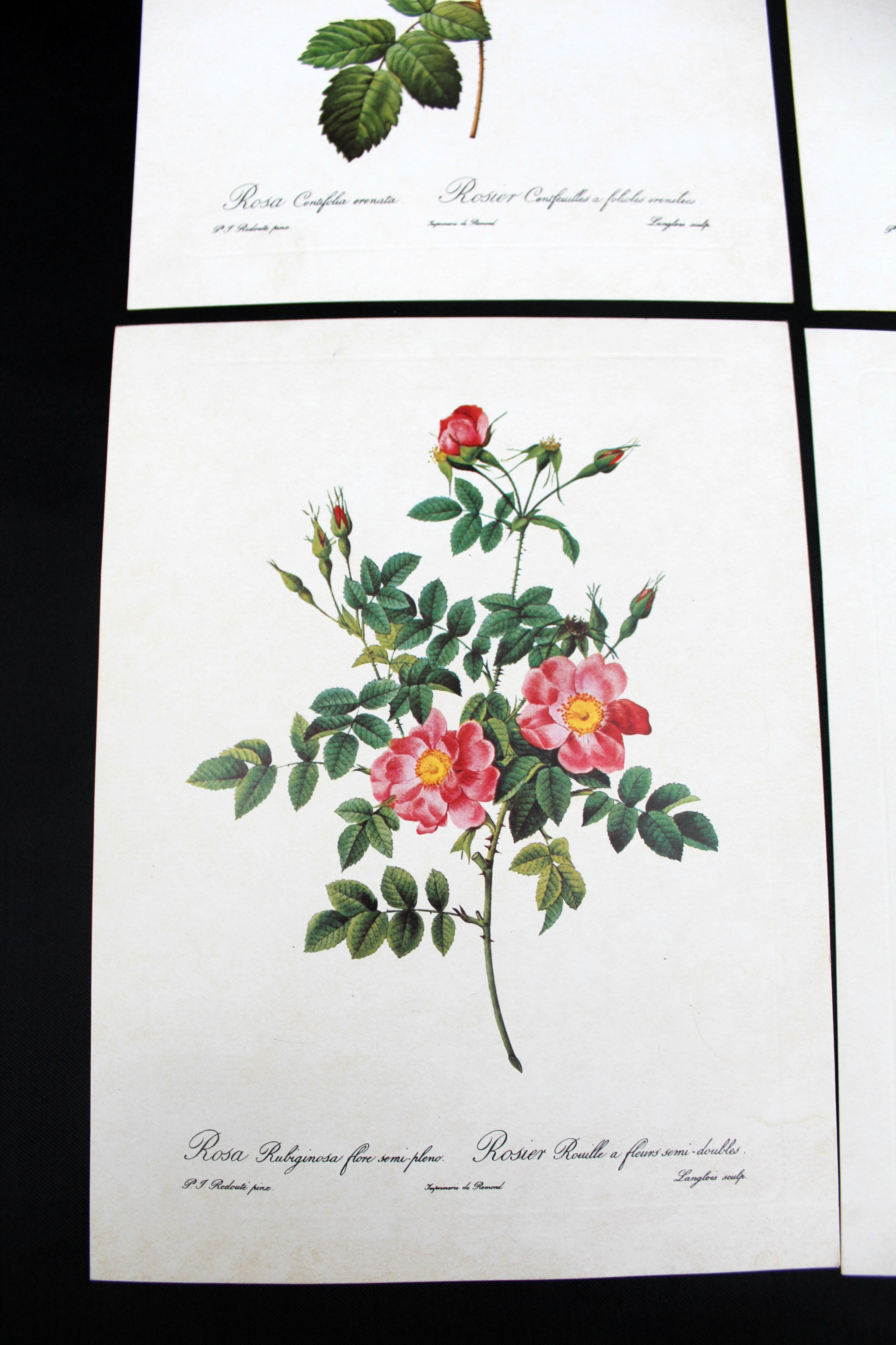 Lot of 6 vintage botanical prints, P.J. Redoute Roses Rosa, Imprimerie de Rémond
