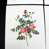 Lot of 6 vintage botanical prints, P.J. Redoute Roses Rosa, Imprimerie de Rémond